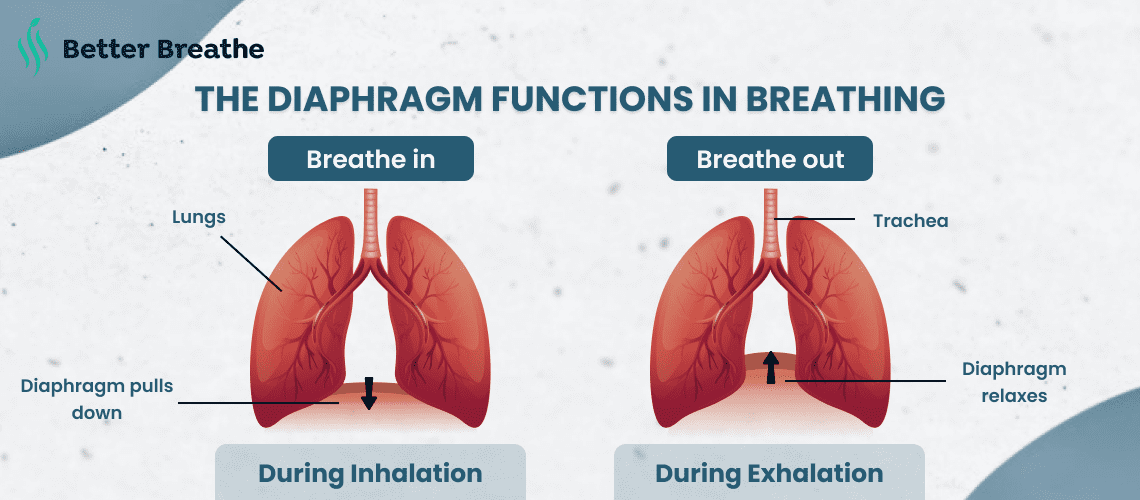Diagram Showing Diaphragm Function in  Breathing Exercise 